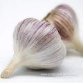 Buy Discount Fresh Purple Garlic Bulk